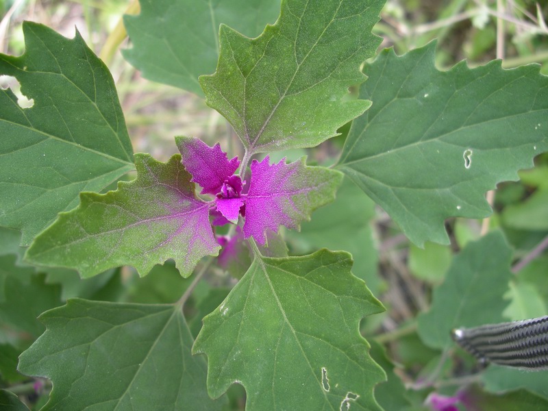 foglie parzialmente rosso-violacee - Chernopodium sp.